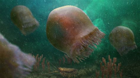 oldest swimming jellyfish found.